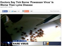 Click for CBS News story on Powassan virus in Connecticut.