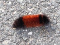 Wooly Bear caterpillar may predict snow. Then again, they may not.
Credit: Harriet Wallis