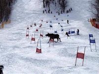 Ski resort version of Ground Hog Day? Is the moose trying to tell us something?