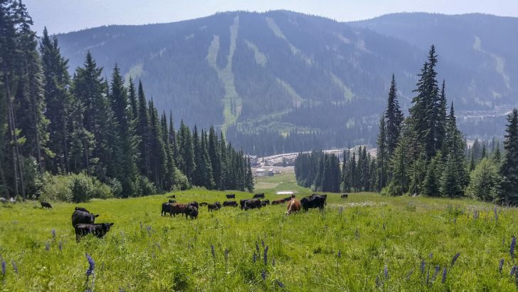 Grazing cows Grazing cows