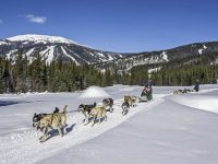 Dog Sled rides with Mountain Man Adventures. Credit: Sun Peaks Resort.