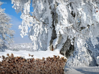 Snow In Literature: The Wood-pile