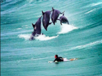 Five Life Lessons From Surfing with Dolphins